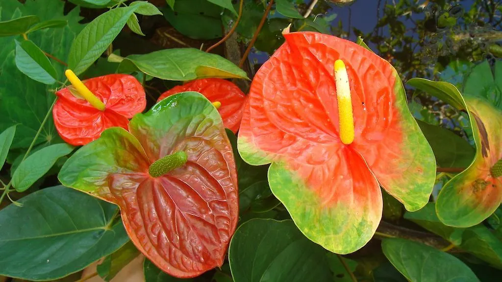 El Escondido Studios And Gardens Canovanas Guest house