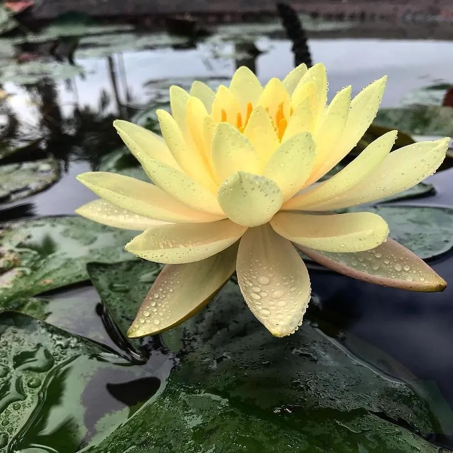 El Escondido Studios And Gardens Canovanas Portoriko