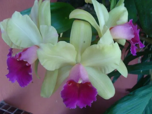 El Escondido Studios And Gardens Canovanas 게스트하우스